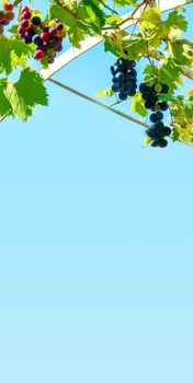 A branch of grape leaves against a clear blue sky. Copy space. . High quality photo