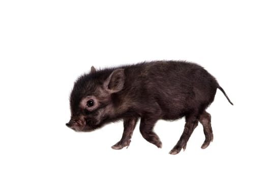 Little black piggy isolated on the white background