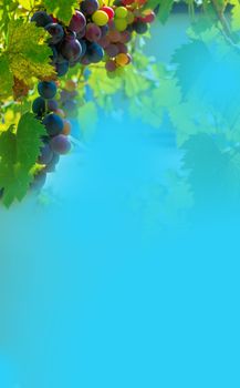 A branch of grape leaves against a clear blue sky. Copy space. . High quality photo