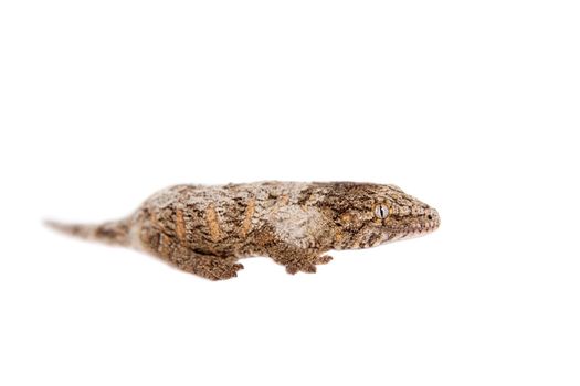 The New Caledonian giant gecko or Leach's giant gecko, Rhacodactylus leachianus isolated on white