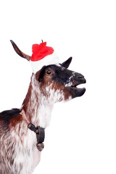 Portrait Of Goat in christmas hat Isolated On White. Simbol 2015