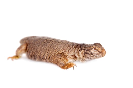 The Sudan Mastigure, Uromastyx dispar isolated on white background