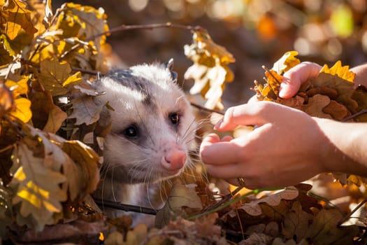 The Virginia or North American opossum, Didelphis virginiana, in autumn park