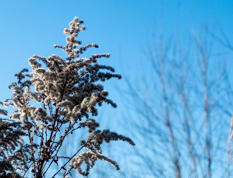 Dry reed against clear light blue sky on sunny day outdoors. Abstract natural background in neutral colors. Minimal trendy pampas grass panicles. Dying fireweed against bright autumn sky. Selective focus. High quality photo