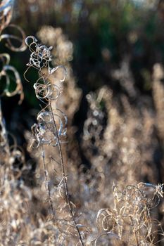 Dry reed against clear light blue sky on sunny day outdoors. Abstract natural background in neutral colors. Minimal trendy pampas grass panicles. Dying fireweed against bright autumn sky. Selective focus. High quality photo