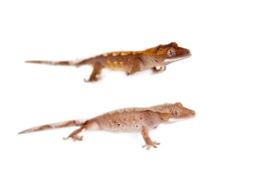 New Caledonian crested gecko, Rhacodactylus ciliatus, isolated on white