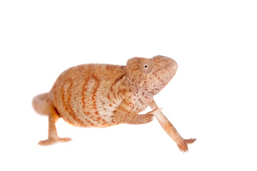 The Oustalet's or Malagasy giant chameleon, Furcifer oustaleti, female isolated on white