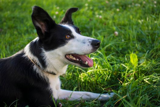 Adorable young black and white border collie dog portrait side view, green grass with flowers in background, sunny spring day in a park