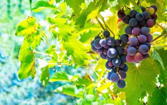 A branch of grape leaves against a clear blue sky. Copy space. . High quality photo