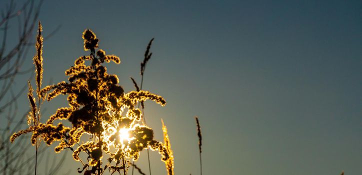 Dry reed against clear light blue sky on sunny day outdoors. Abstract natural background in neutral colors. Minimal trendy pampas grass panicles. Dying fireweed against bright autumn sky. Selective focus. High quality photo