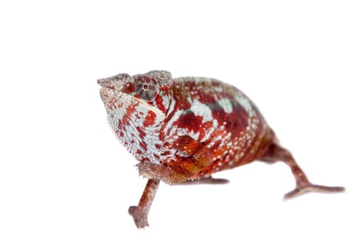 The panther chameleon, Furcifer pardalis isolated on white background