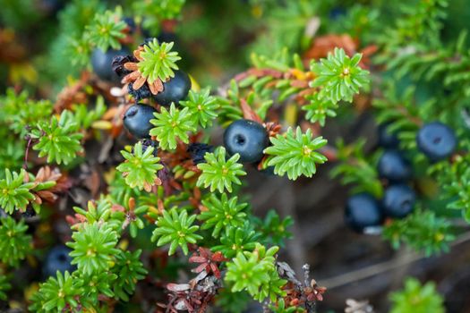 Black crowberry, Empetrum nigrum, on White sea bay, Russia