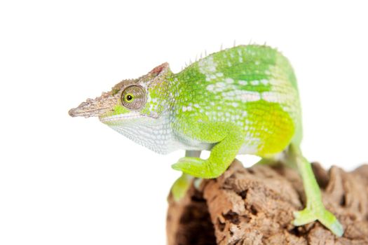 Fischer's chameleon, Kinyongia fischeri isolated on white background