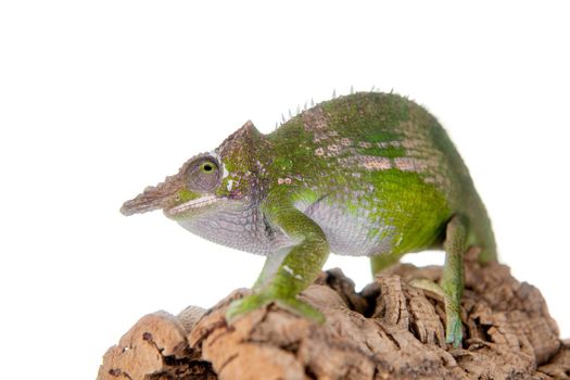 Fischer's chameleon, Kinyongia fischeri isolated on white background