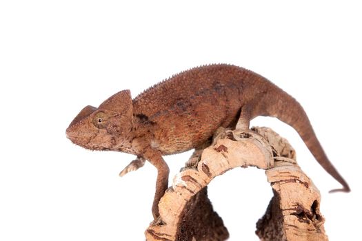 The Oustalet's or Malagasy giant chameleon, Furcifer oustaleti, male isolated on white