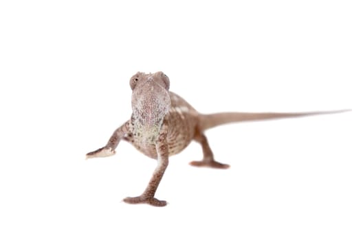 The Oustalet's or Malagasy giant chameleon, Furcifer oustaleti, female isolated on white