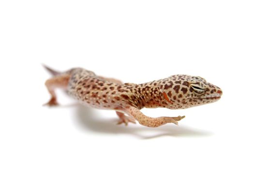 Leopard gecko, Eublepharis macularius, isolated on white background