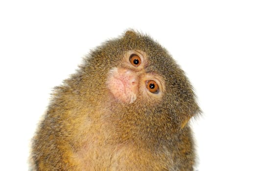 The pygmy marmoset, cebuella pygmaea, isolated on white background