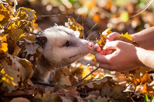 The Virginia or North American opossum, Didelphis virginiana, in autumn park