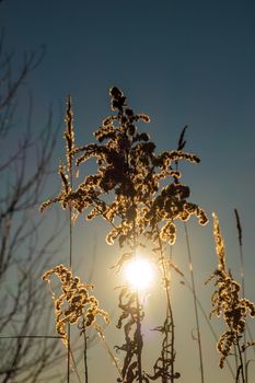 Dry reed against clear light blue sky on sunny day outdoors. Abstract natural background in neutral colors. Minimal trendy pampas grass panicles. Dying fireweed against bright autumn sky. Selective focus. High quality photo