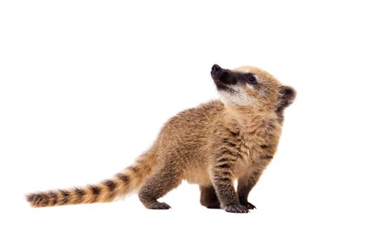 South American coati, Nasua nasua, baby isolated on white background