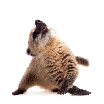 South American coati, Nasua nasua, baby isolated on white background