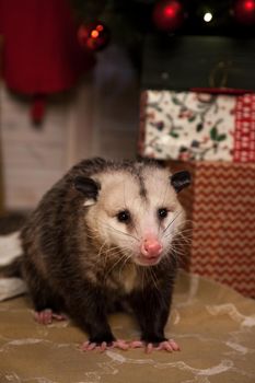 The Virginia or North American opossum, Didelphis virginiana in decorated room with Christmass tree. New Years celebration.