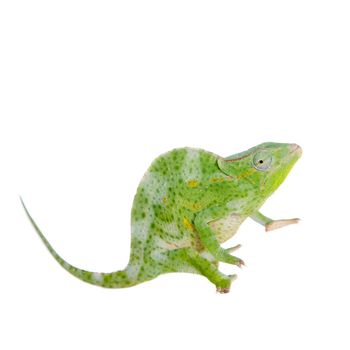 Usambara giant three-horned chameleon, Chamaeleo deremensis, female isolated on white