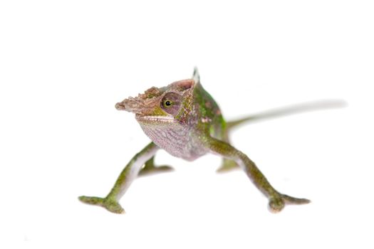 Fischer's chameleon, Kinyongia fischeri isolated on white background