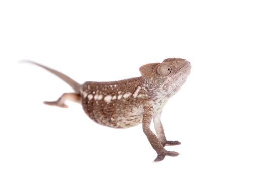 The Oustalet's or Malagasy giant chameleon, Furcifer oustaleti, female isolated on white