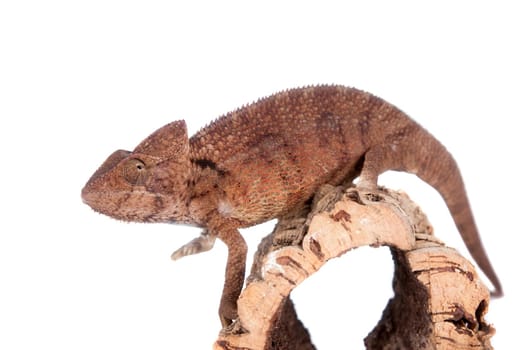 The Oustalet's or Malagasy giant chameleon, Furcifer oustaleti, male isolated on white