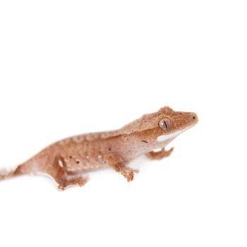 New Caledonian crested gecko, Rhacodactylus ciliatus, isolated on white