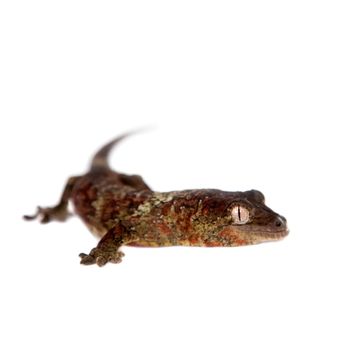 Mossy New Caledonian gecko, Rhacodactylus chahoua, isolated on white background