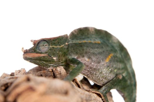 Usambara giant three-horned chameleon, Chamaeleo deremensis, male isolated on white