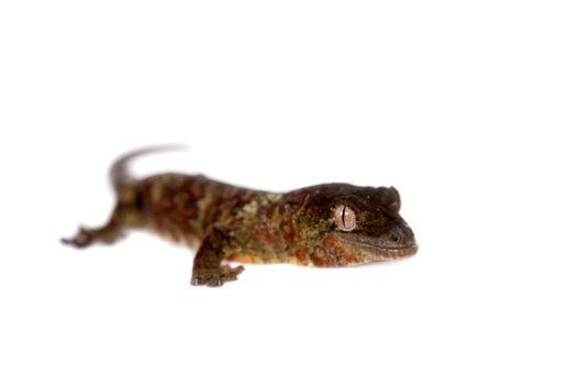 Mossy New Caledonian gecko, Rhacodactylus chahoua, isolated on white background