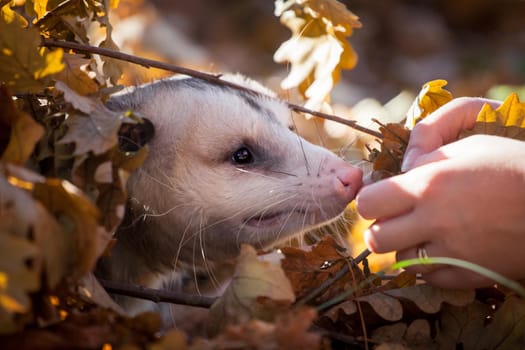 The Virginia or North American opossum, Didelphis virginiana, in autumn park