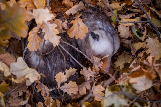 The Virginia or North American opossum, Didelphis virginiana, in autumn park