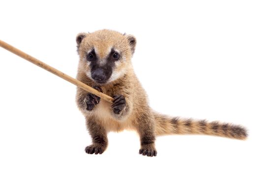 South American coati, Nasua nasua, baby isolated on white background