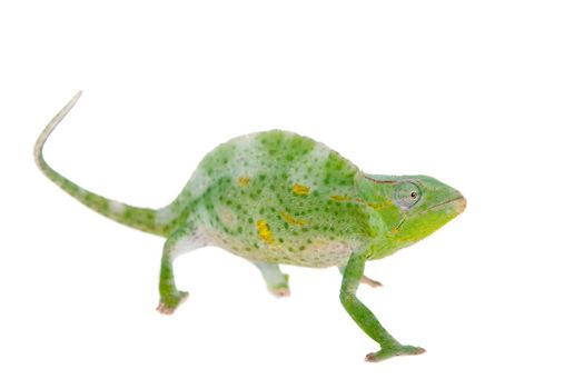 Usambara giant three-horned chameleon, Chamaeleo deremensis, female isolated on white