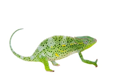 Usambara giant three-horned chameleon, Chamaeleo deremensis, female isolated on white