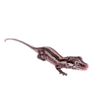 The gargoyle or New Caledonian bumpy gecko, Rhacodactylus auriculatus isolated on white