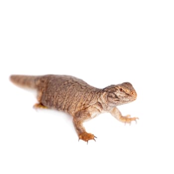 The Sudan Mastigure, Uromastyx dispar isolated on white background