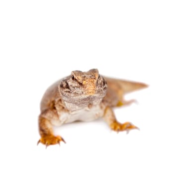 The Sudan Mastigure, Uromastyx dispar isolated on white background