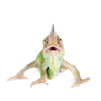 The veiled chameleon, Chamaeleo calyptratus, female isolated on white background