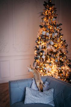 Pretty Fennec fox cub in decorated room with Christmass tree. New Years celebration.