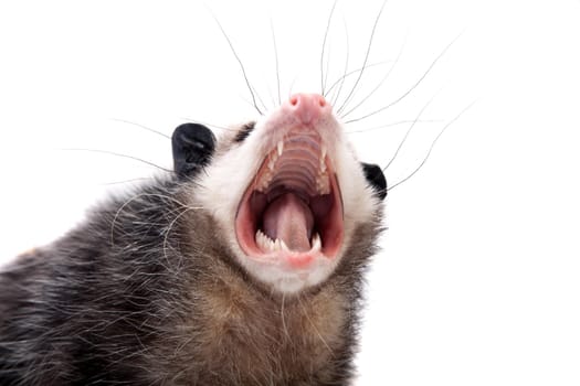 The Virginia or North American opossum, Didelphis virginiana, isolated on white background