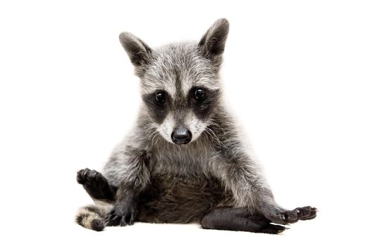 Baby raccoon - Procyon lotor in front of a white background