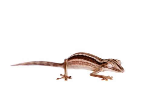 Lined Leaf-tail Gecko, Uroplatus lineatus isolated on white background.