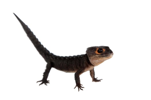 Red-eyed crocodile skinks, tribolonotus gracilis, isolated on white background