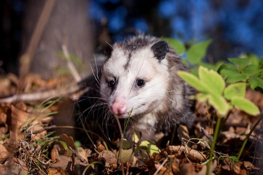 The Virginia or North American opossum, Didelphis virginiana, in autumn park